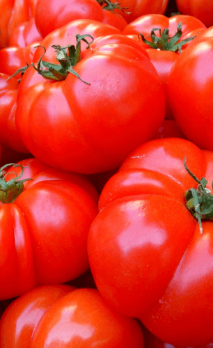 Why You Shouldn't Refrigerate Your Garden Tomatoes: A Scientific Explanation